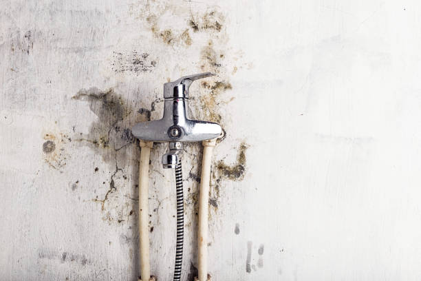 Best Toxic Mold Removal  in North Ogden, UT