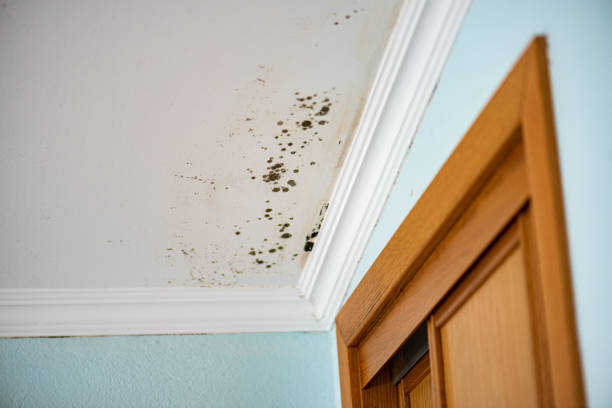 Best Mold Remediation  in North Ogden, UT